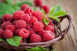 raspberries-727x485